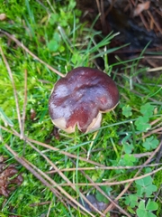 Russula xerampelina