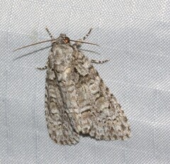 Acronicta tristis