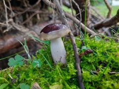Russula xerampelina