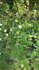 Tripleurospermum inodorum