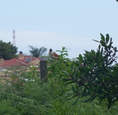 Centropus superciliosus burchellii