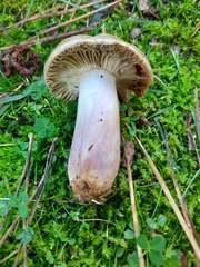 Russula xerampelina