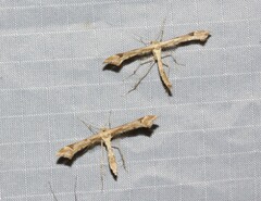 Platyptilia carduidactylus