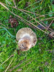 Russula xerampelina