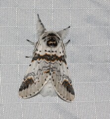 Furcula scolopendrina