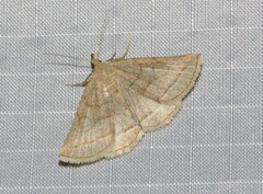Zanclognatha pedipilalis