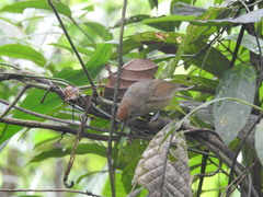 Dysithamnus mentalis