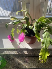 Schlumbergera buckleyi