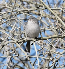 Polioptila