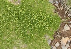 Cherleria sedoides