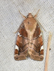 Cosmia diffinis