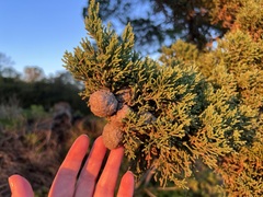 Cupressus macrocarpa