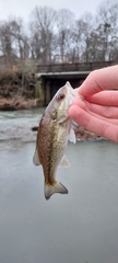 Micropterus punctulatus