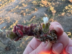 Mesembryanthemum nodiflorum