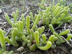 Mesembryanthemum nodiflorum
