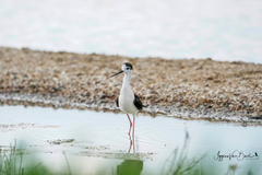 Himantopus himantopus