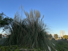 Cortaderia jubata