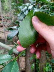 Laurelia sempervirens