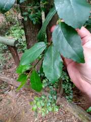 Laurelia sempervirens