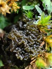 Lathagrium auriforme