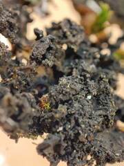 Lathagrium auriforme