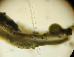 Lathagrium auriforme