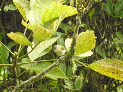Vireo chivi