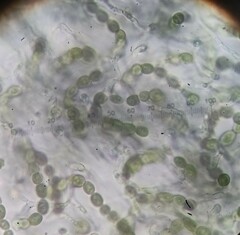 Lathagrium auriforme