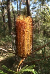 Banksia collina