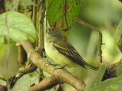 Pachyramphus polychopterus