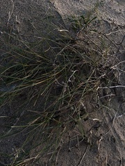 Phyllospadix torreyi