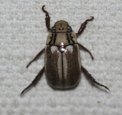 Anoplognathus abnormis