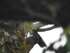 Lepidocolaptes lacrymiger