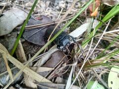 Apterodorcus bacchus