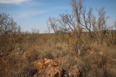 Diplorhynchus condylocarpon
