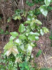 Cryptocarya alba
