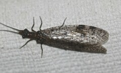 Archichauliodes guttiferus