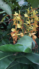 Hedychium gardnerianum