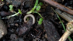 Blaniulus guttulatus