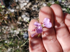 Hesperidanthus linearifolius