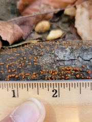 Amphilogia gyrosa