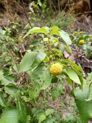Podanthus ovatifolius