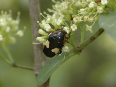 Pedinorrhina trivittata