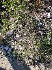 Hesperidanthus linearifolius