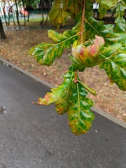 Quercus robur