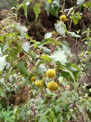 Podanthus ovatifolius