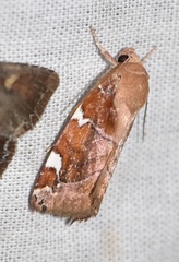 Cosmia diffinis