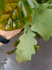 Quercus robur