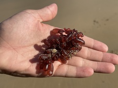 Botryocladia pseudodichotoma