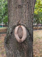 Quercus robur